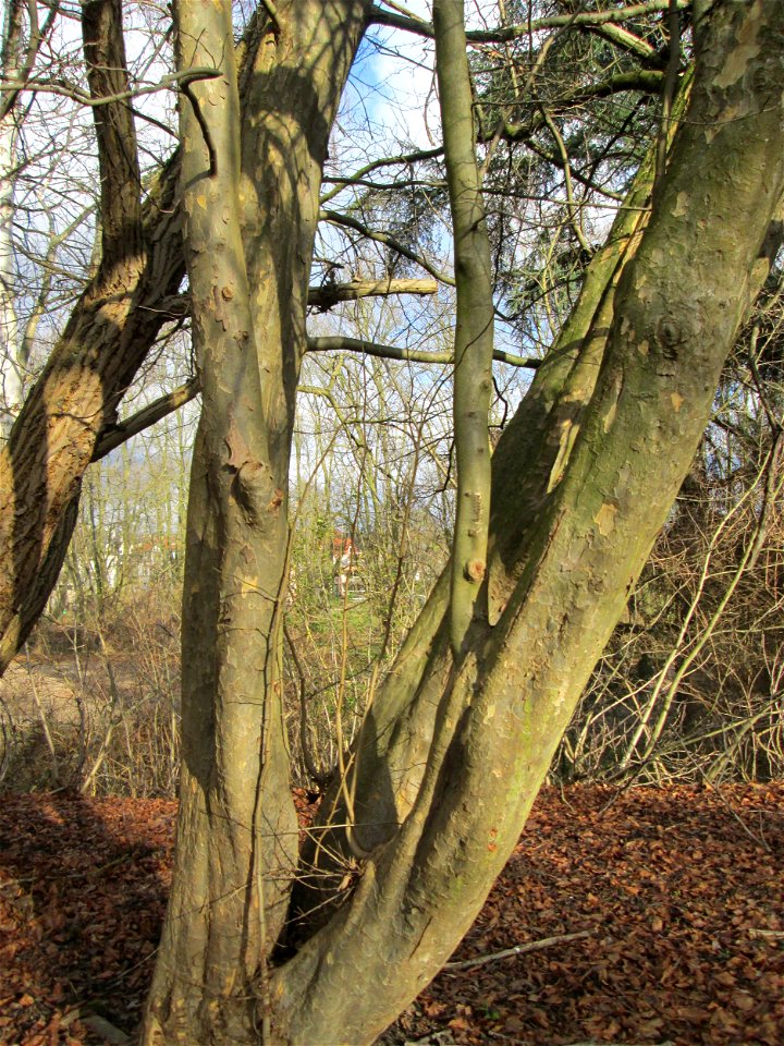 Persischer Eisenholzbaum (Parrotia persica) in der ehem. Bismarckanlage in Sankt Arnual