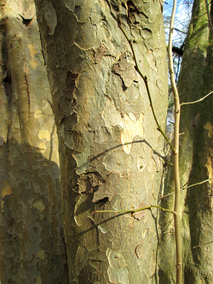 Persischer Eisenholzbaum (Parrotia persica) in der ehem. Bismarckanlage in Sankt Arnual