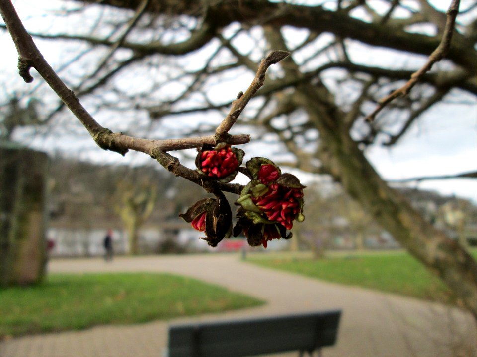Persischer Eisenholzbaum (Parrotia persica) am Staden in Saarbrücken