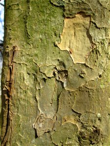 Persischer Eisenholzbaum (Parrotia persica) in der ehem. Bismarckanlage in Sankt Arnual