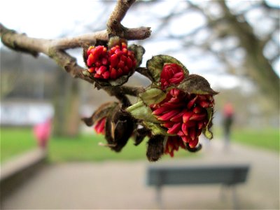 Persischer Eisenholzbaum (Parrotia persica) am Staden in Saarbrücken