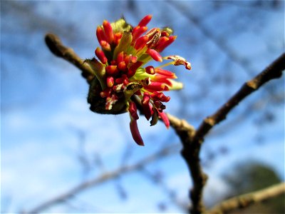 Persischer Eisenholzbaum (Parrotia persica) am Staden in Saarbrücken