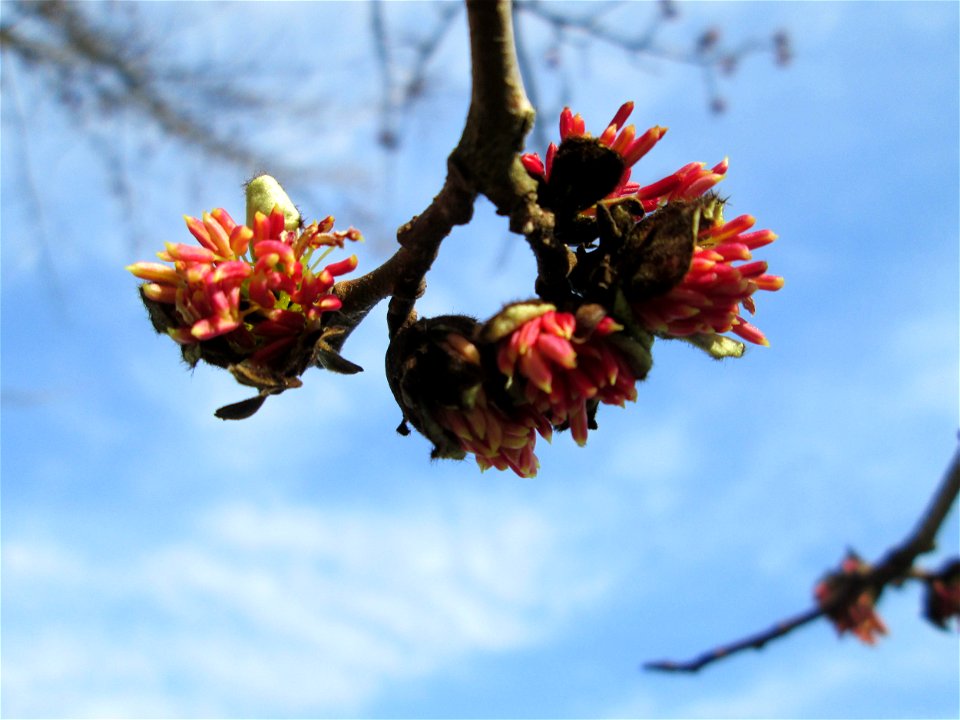Persischer Eisenholzbaum (Parrotia persica) am Staden in Saarbrücken