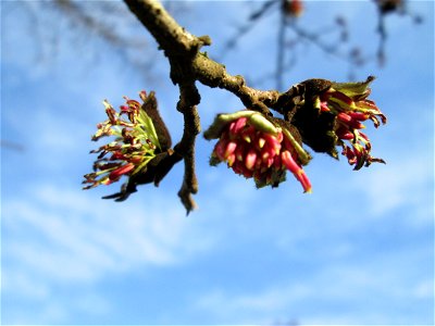 Persischer Eisenholzbaum (Parrotia persica) am Staden in Saarbrücken