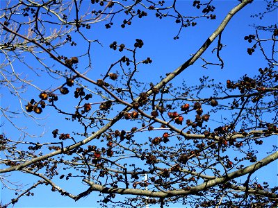 Persischer Eisenholzbaum (Parrotia persica) in Sankt Arnual