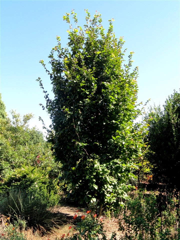 Parrotia persica 'Burgundy' specimen in the J. C. Raulston Arboretum (North Carolina State University), 4415 Beryl Road, Raleigh, North Carolina, USA.