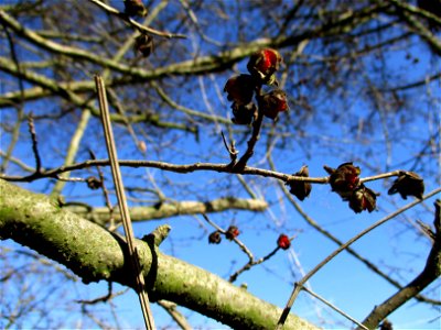 Persischer Eisenholzbaum (Parrotia persica) in Sankt Arnual