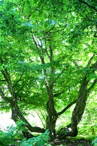 Persian Ironwood Tree (aka. "Parrotia Persica" and "Perzische Parrotia") at the Hortus Botanicus Amsterdam - Photo by Pejman Akbarzadeh (Persian Dutch Network)