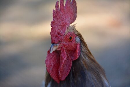 Poultry bird farm photo