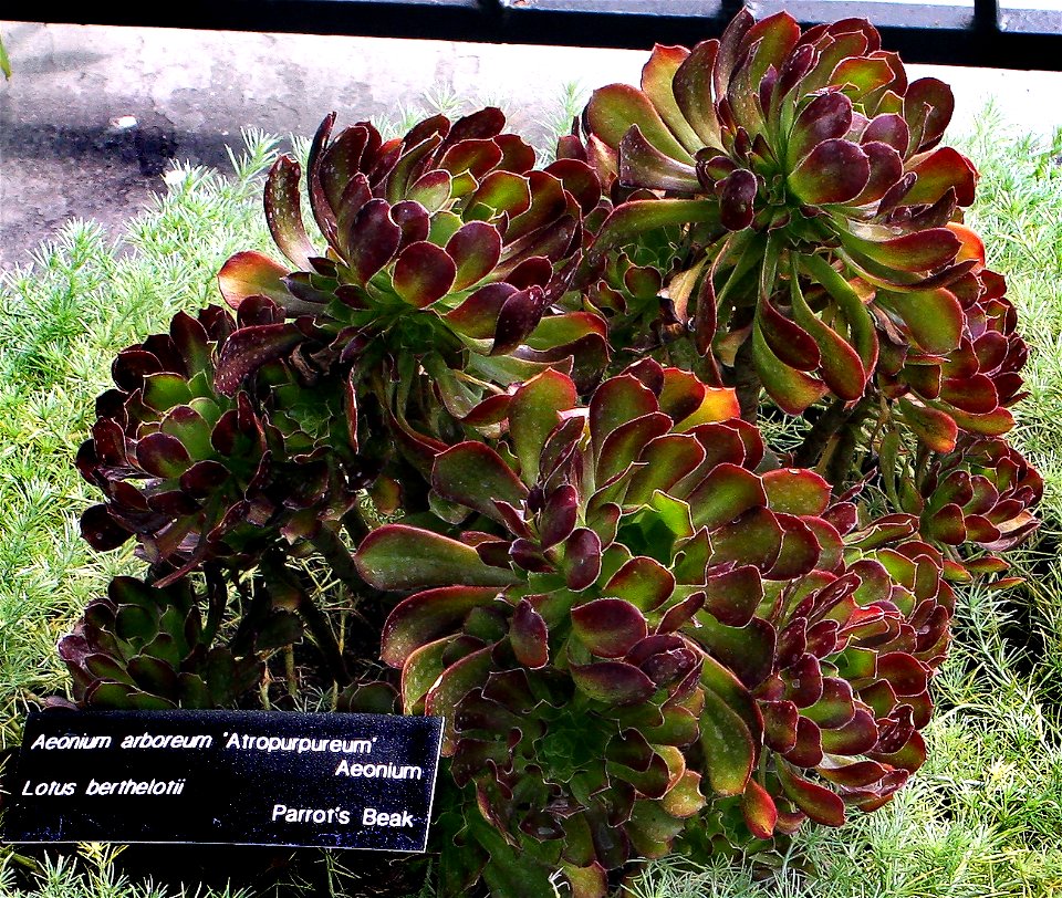 Aeonium arboreum 'Atropurpeum'