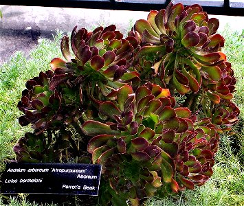 Aeonium arboreum 'Atropurpeum'