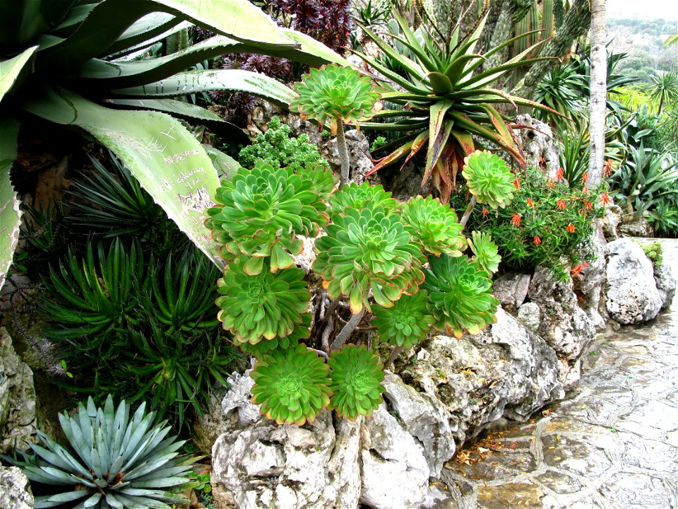 Aeonium arboreum in the exotic garden of Monaco.