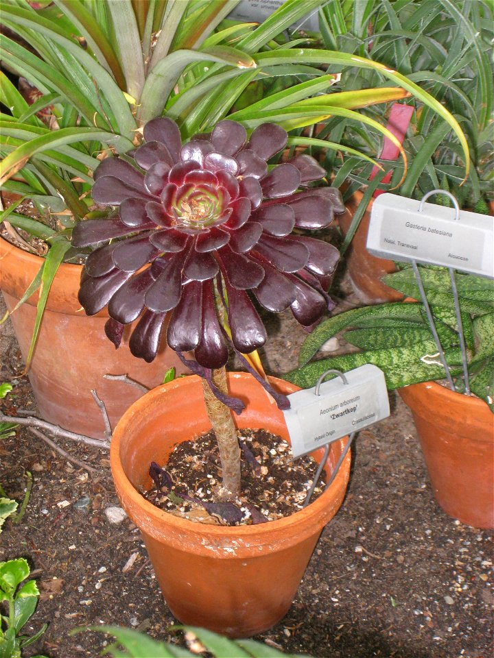 Aeonium arboreum, in Tower Hill Botanic Garden, Boylston, Massachusetts, USA.