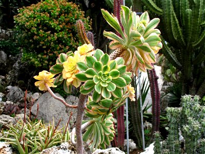 Aeonium arboreum albovariegatum in the exotic garden of Monaco