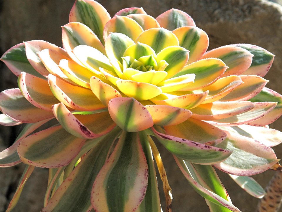 Aeonium arboreum albovariegatum in the exotic garden of Monaco