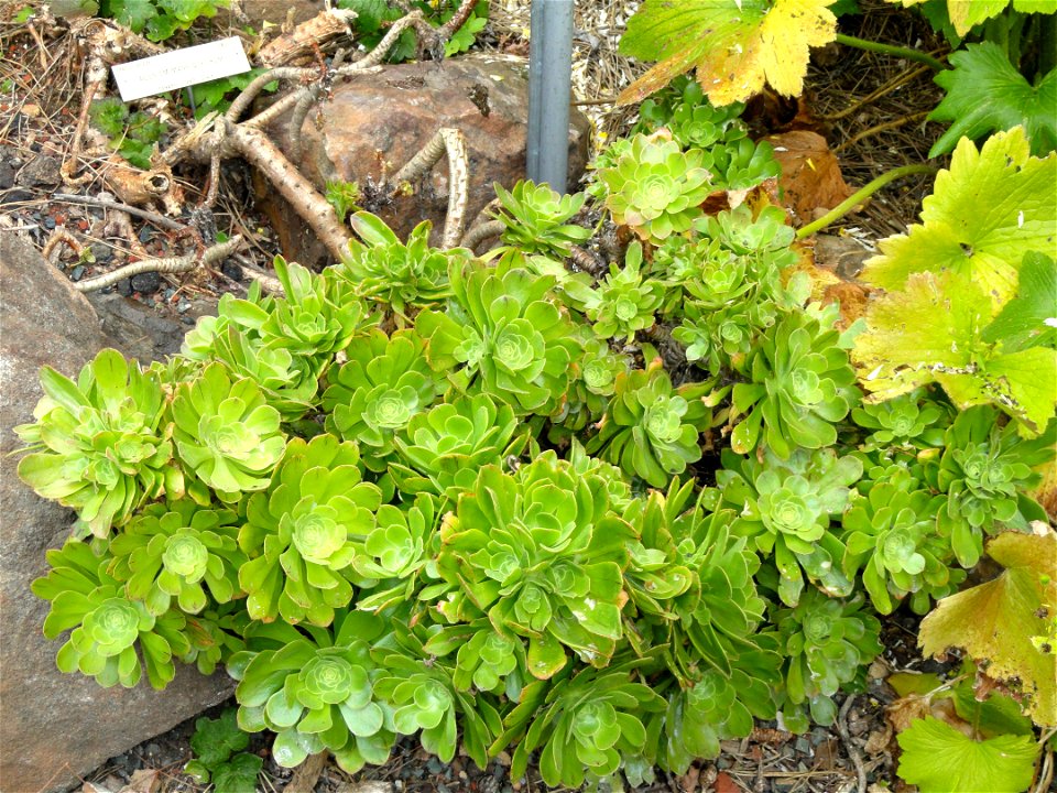 Aeonium manriqueorum specimen in the University of California Botanical Garden, Berkeley, California, USA.