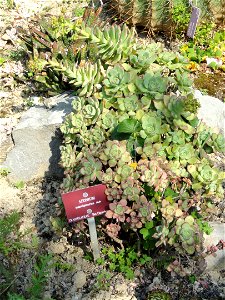 It is not Aeonium manriqueorum. A Crassulaceae specimen in the Jardin botanique du Val Rahmeh, Menton, Alpes-Maritimes, France.