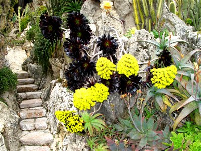 Aeonium arboreum atropurpureum in the exotic garden of Monaco
