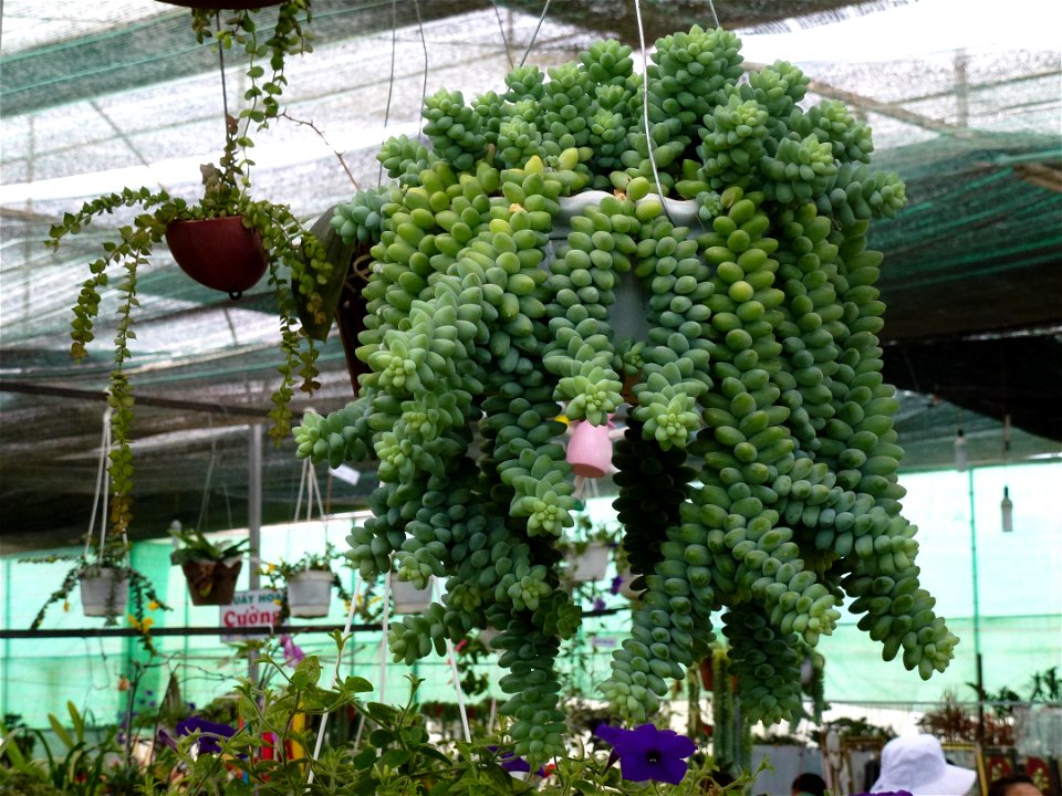 Sedum morganianum in Dalat, Vietnam