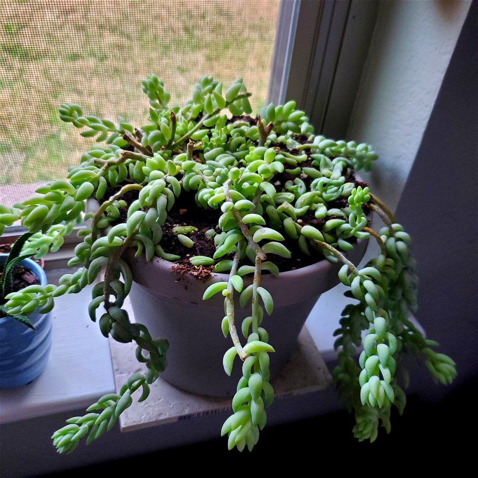 grown in a south-facing window in Texas