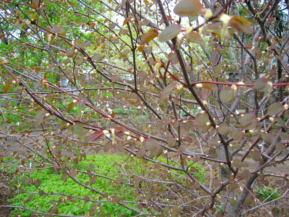 Cercidiphyllum japonicum tree ins May. Photo taken in Grasagarður Reykjavíkur the Botanical Garden in Reykjavik, Iceland by Salvör