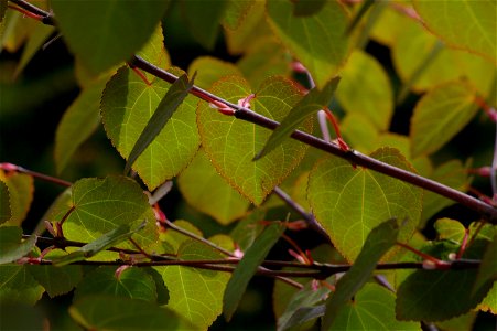 Leaves