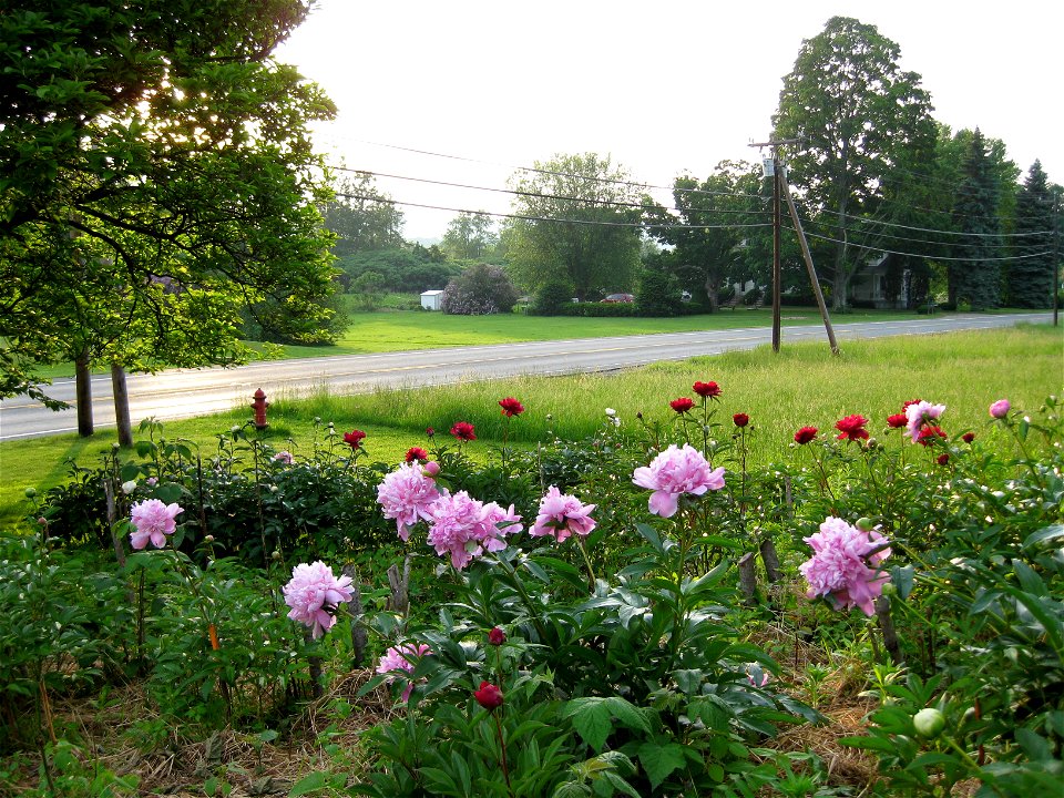 Several undetermined cultivars of peonies growing in Deerfield, MA.