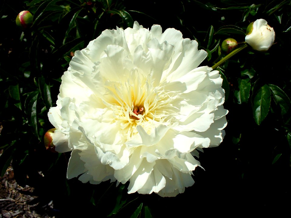 I am the originator of this photo. I hold the copyright. I release it to the public domain. This photo depicts a flower.