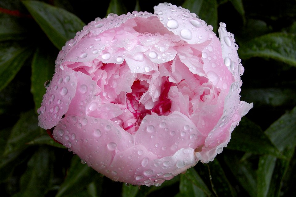 Das Bild zeigt eine rosafarbene, noch leicht geschlossene Pfingstrose nach einem Regenschauer. Gemacht habe ICH das Bild am 7.Juni 2004.