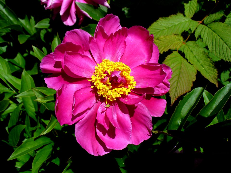 I am the originator of this photo. I hold the copyright. I release it to the public domain. This photo depicts a flower.