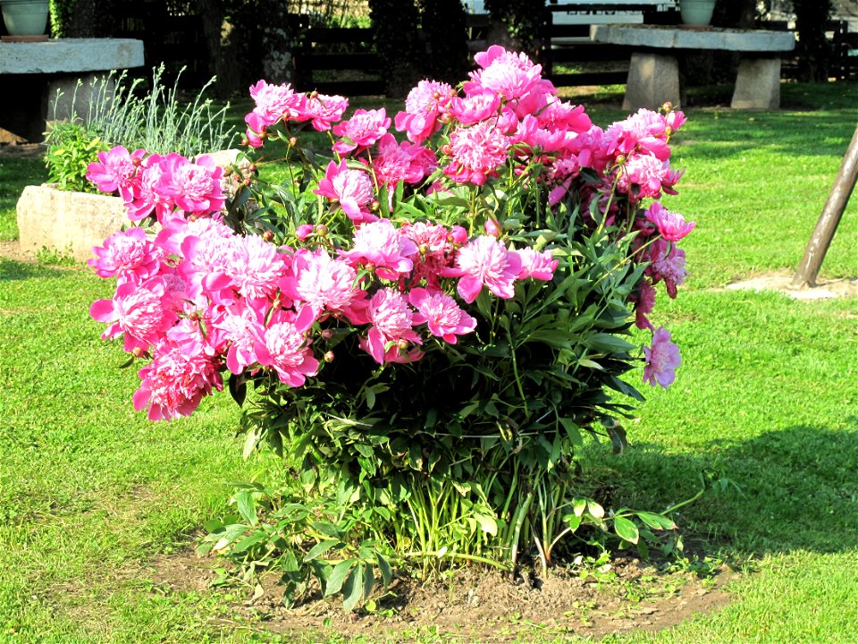 Peony of the hotel du Moulin de la Brevette (=Brevette mill hotel), Arbigny (Ain, France).