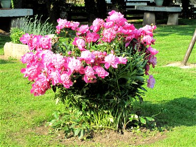 Peony of the hotel du Moulin de la Brevette (=Brevette mill hotel), Arbigny (Ain, France).