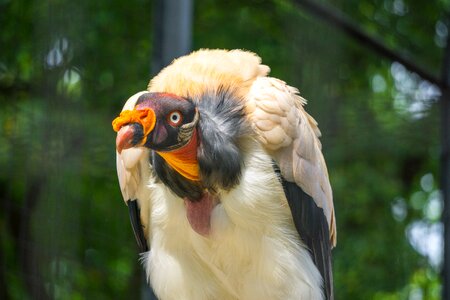 Animal world raptors bill