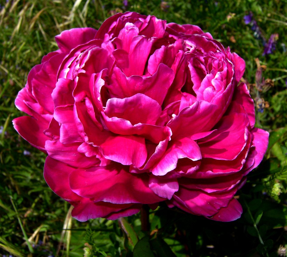 Paeonia lactiflora (Garden paeonia), Castelltallat, Catalonia