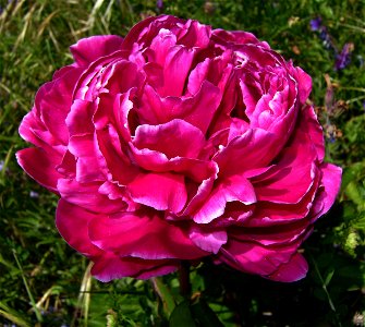 Paeonia lactiflora (Garden paeonia), Castelltallat, Catalonia photo