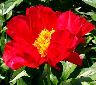 Paeonia Herbaceous Hybrid Group 'Blaze' photo