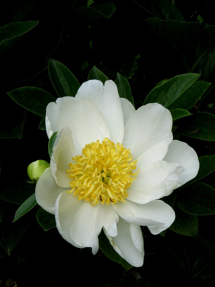 Paeonia lactiflora white