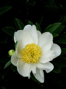 Paeonia lactiflora white photo