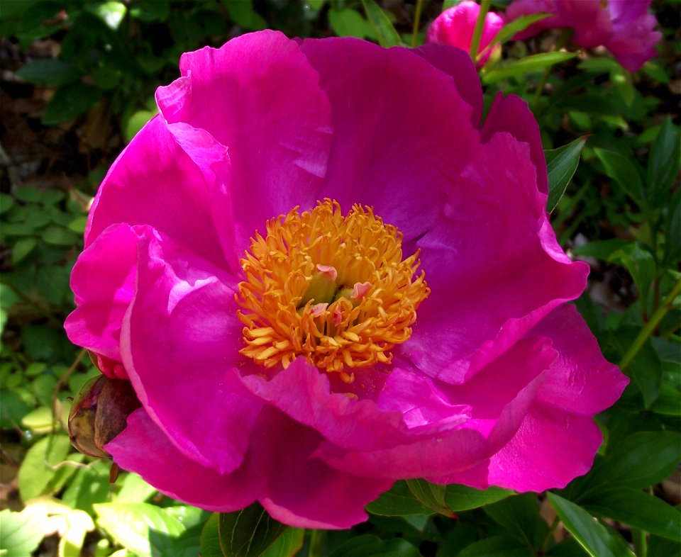 Paeonia lactiflora in the UC Botanical Garden, Berkeley, California, USA. Identified by sign.