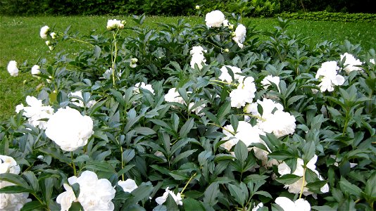Undetermined cultivar of peonies in cultivation in Deerfield, Massachusetts.