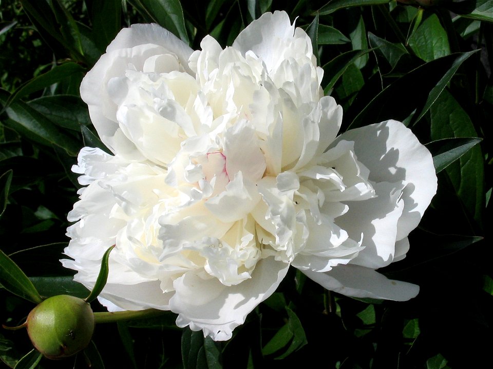 White peony flower