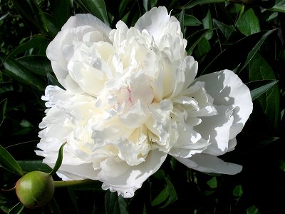 White peony flower photo