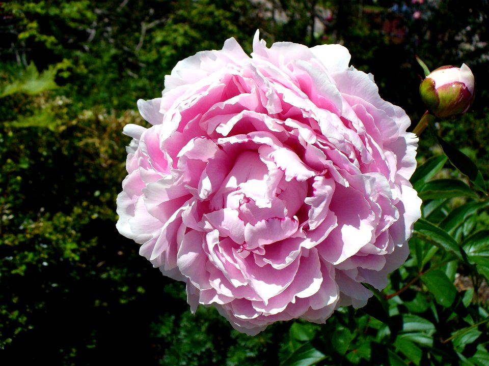 I am the originator of this photo. I hold the copyright. I release it to the public domain. This photo depicts a rose.