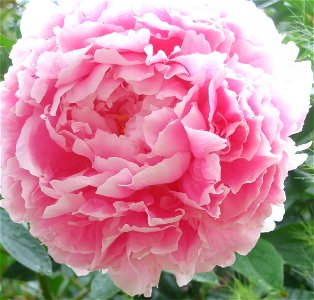 Pivoine rose photo