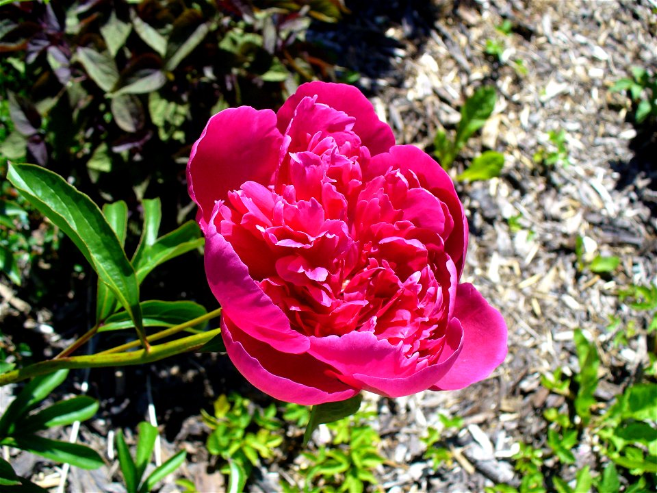 I am the originator of this photo. I hold the copyright. I release it to the public domain. This photo depicts a rose.