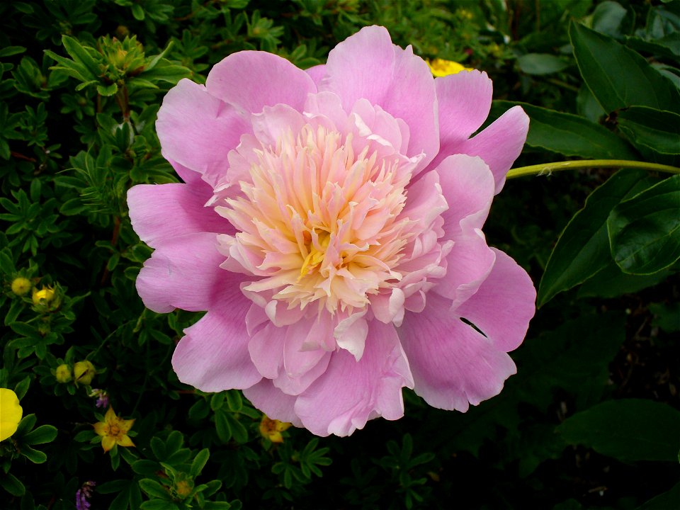 I am the originator of this photo. I hold the copyright. I release it to the public domain. This photo depicts a flower of a Paeonia lactiflora cultivar.