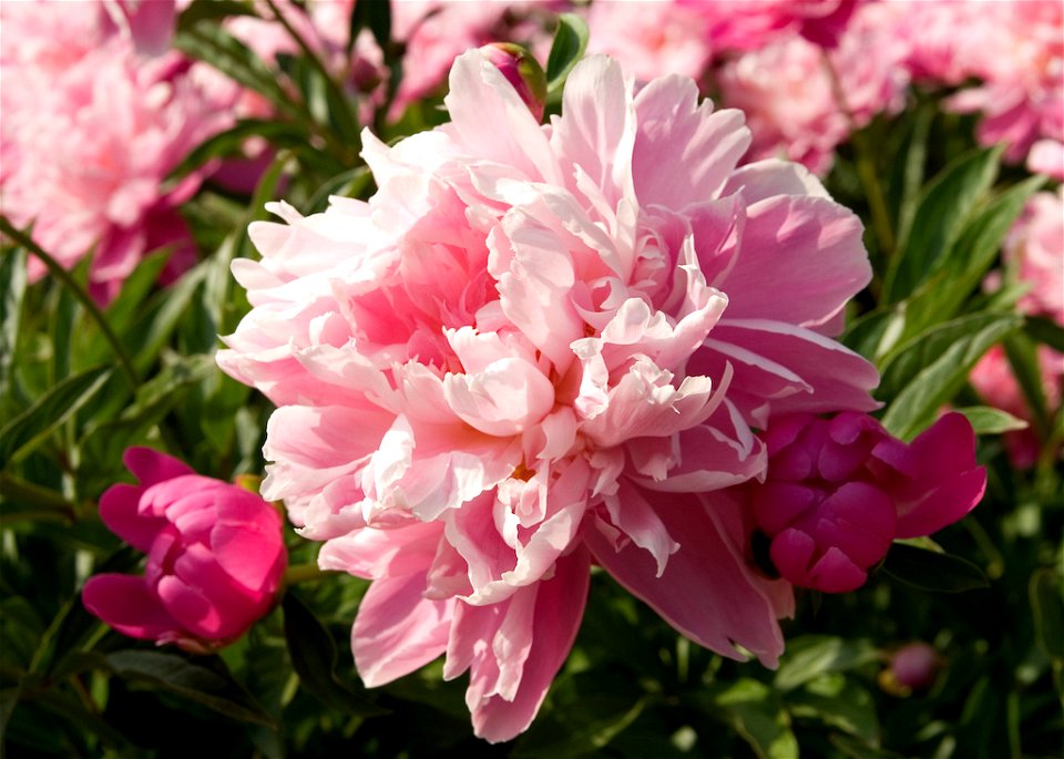 Paeonia lactiflora cultivar. Photograph of one of the Peonies in the Schwartz Peony Garden at Seneca Creek State Park near Gaithersburg, Maryland.