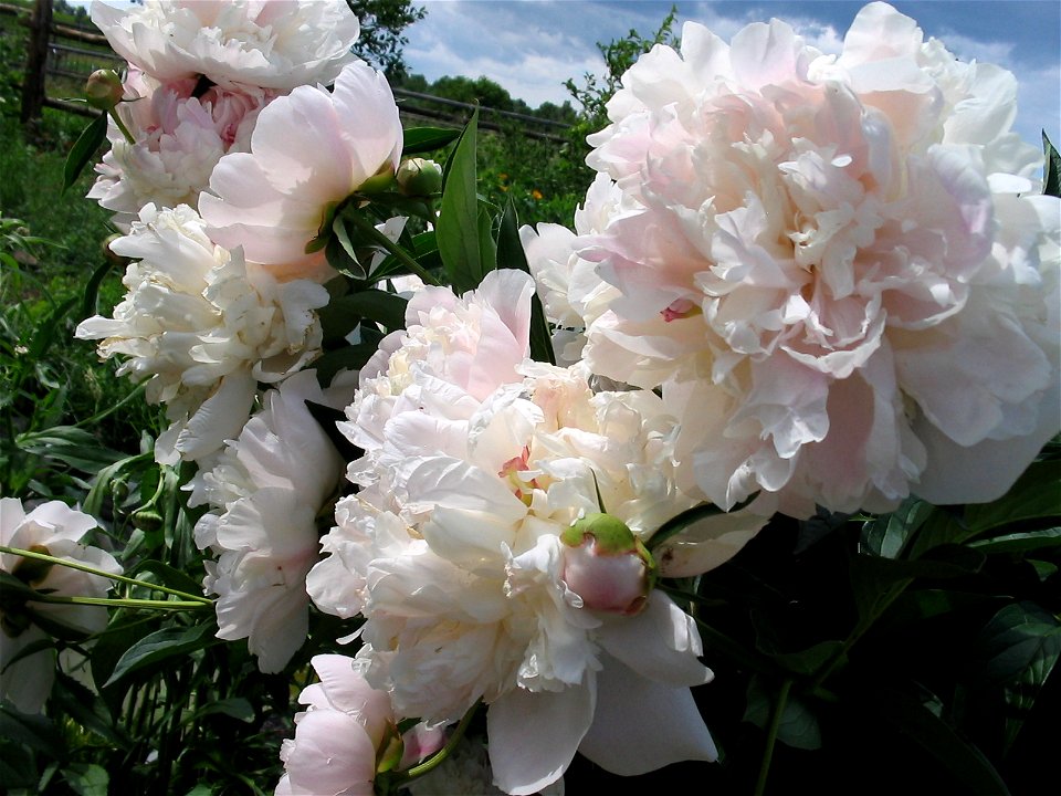 Flowers in Talitsa (Altai kray)
