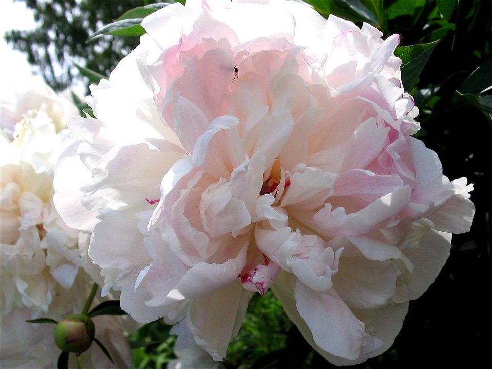 Flowers in Talitsa (Altai kray)