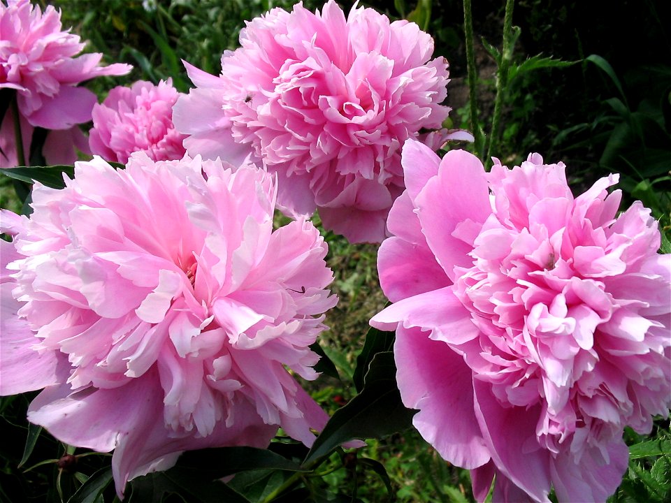 Flowers in Talitsa (Altai kray)